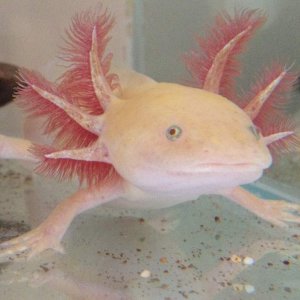 Darwin