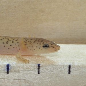Larval southern red salamander (Pseudotriton ruber vioscai).