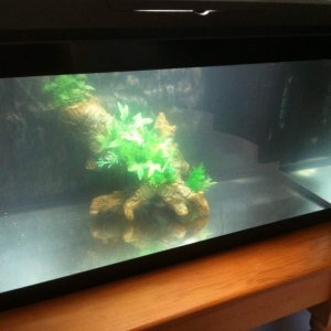 Just waiting on the sand substrate to arrive and then I'll finish making my hides. I do have 3x Baby Guppies in there to start the tank cycling which 