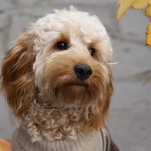Charlie the Spoodle