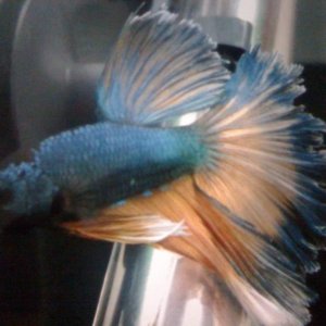 Sergio the Halfmoon Mustard Gas Dragon Male Betta (Phew!)