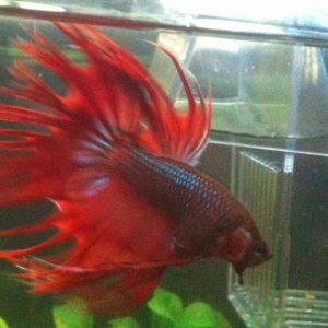 Entei the Crowntail Male Betta flaring at his girlfriend Flick :)