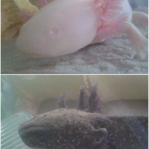 wooper and stumpy