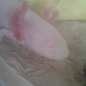 wooper trying to pretend the camera isnt there