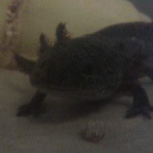stumpy smiling for the camera