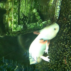 Lost his worm!