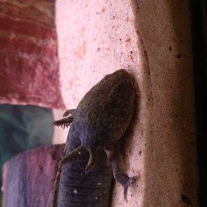 What type is my new axolotl