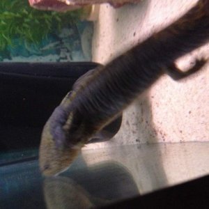 My new axolotl I've decided to call it moss as the colour of its head looks like moss and not sure if girl or boy yet