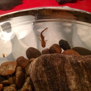 A picture of Draiman back when he was a larva, so cute! *w*