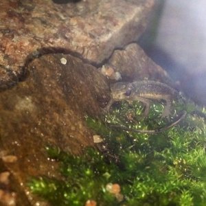A Young Jackie at a very close picture, he looks like a small dinosaur! x3