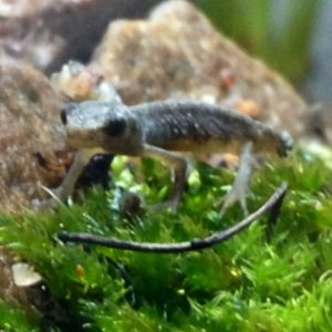 One of My other newts, he was called Stream (or ström in swedish) who died because of sickness :(