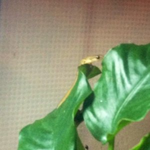 Another picture of Jackie when he Climbs a plant :)
