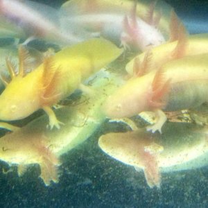 Some juveniles