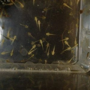 We're freshly hatched and transitioning to our new home.