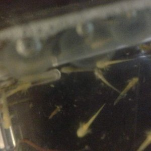 Poor quality close up!