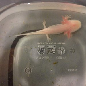 Albino beauty