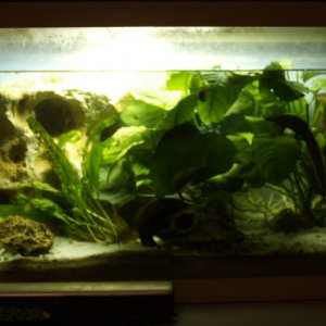 Pleurodeles waltl tank