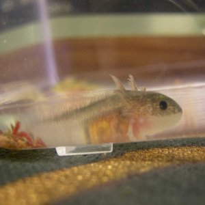 Axolotl babies 1 08 13 013