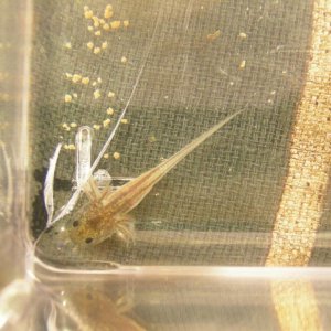 Axolotl babies 1 08 13 019