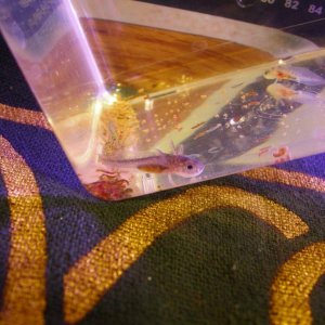 Axolotl babies 1 08 13 002
