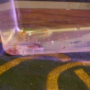 Axolotl babies 1 08 13 006