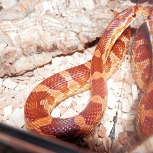 Ember, Carolina corn :)