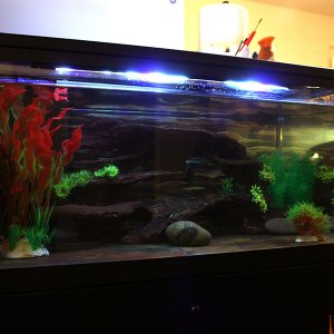 Steve's tank. The lights look brighter than they are.