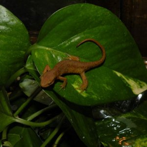 Chillaxin on a leaf.