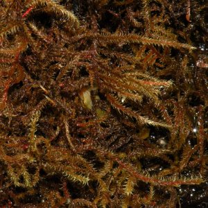 Find the newt!