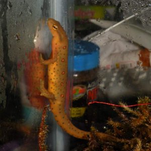 Climber