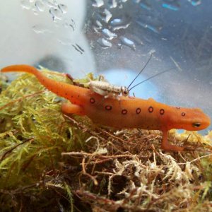 Cricket hitching a ride