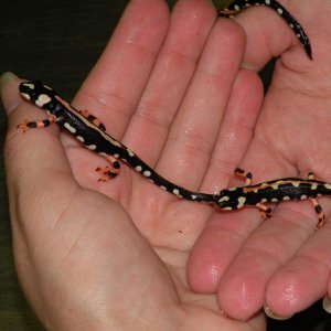 Everyone be assured, trained herp staff was handling the newts with all necessary precautions, and the newts were out a bare minimum of time, just eno