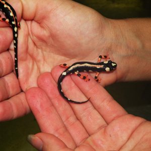 Everyone be assured, trained herp staff was handling the newts with all necessary precautions, and the newts were out a bare minimum of time, just eno
