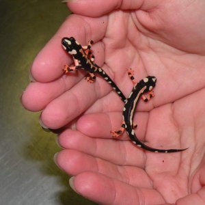 Everyone be assured, trained herp staff was handling the newts with all necessary precautions, and the newts were out a bare minimum of time, just eno