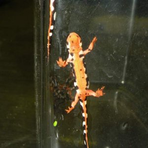 Kaiser Newts