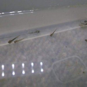 Hatchlings!