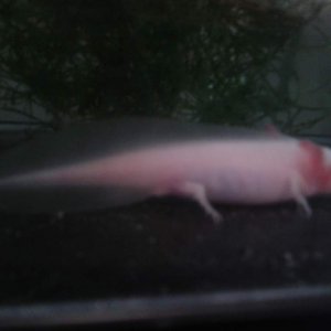 axy 1