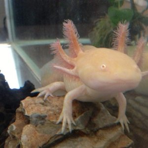 Goliath