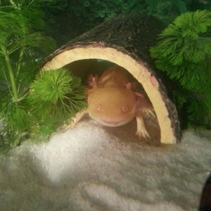 Frankie in log