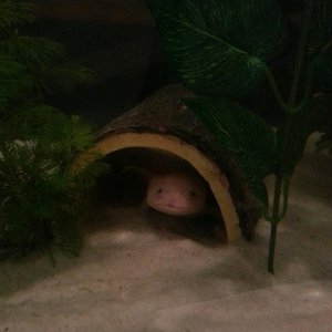 Marjorie in log