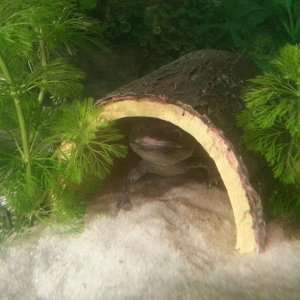 The Thunderchild in log