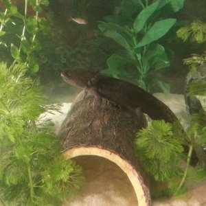 The Thunderchild on log