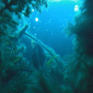 90 gallons under the sea