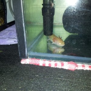 when i first got him.. missing all his legs.