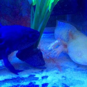 This is Albert the albino & martha