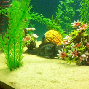 Got some beautiful new cherry blossom trees for the axies!! :)