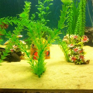 Got some beautiful new cherry blossom trees for the axies!! :)