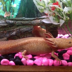 Mum - Gazoo (Copper)