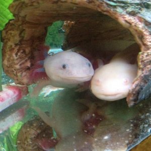 Dad - Guss (Leucistic)