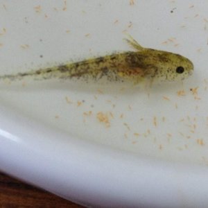 Close up of young baby. They look wild type but are very yellow.